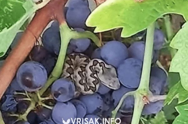 Berač grožđa u Čitluku naletio na poskoka