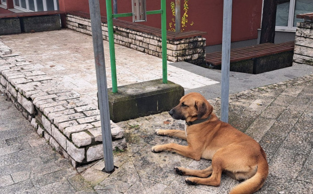 U Konjicu potvrđeno deset slučajeva leptospiroze kod životinja