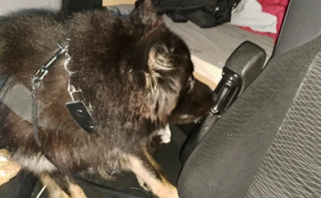 Državljanin BiH i Mađar kažnjeni na granici, evo što je 'namirisao' policijski pas