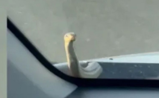 Vozaču u Hrvatskoj se na autoputu ukazala zmija ispod haube