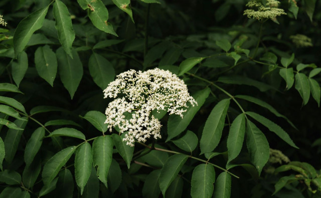 Ova biljka koja raste i u Hercegovini ove sezone je hit kod otkupljivača