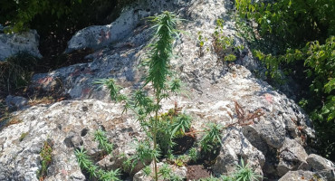 U vikendici kod Širokog Brijega pronađena marihuana i digitalna vaga, uhićen Mostarac M.B.
