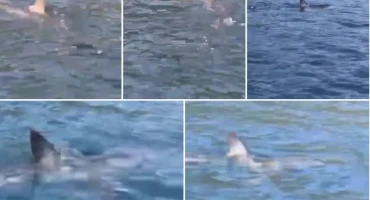 Morski pas kod Šipana