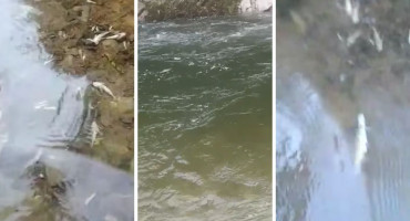 Veliki pomor ribe na Neretvi: Ribari sumnjaju u zataškavanje ekološke katastrofe