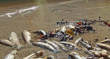 Pomor ribe u Neretvi ne smije proći ispod radara, na potezu su inspekcije i tužiteljstva