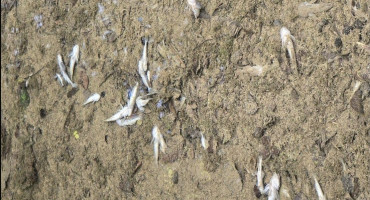 Istražuje se masovni pomor ribe kod Konjica, lokalni ribari u šoku