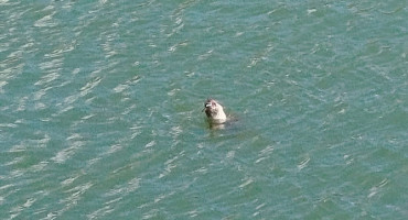 Nevjerojatan prizor u Neumu: U zaljevu viđena sredozemna medvjedica, jedna od najugroženijih vrsta na svijetu