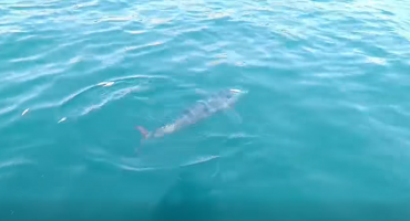 Neum posjetilo jato velikih tuna