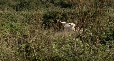 U dolini Neretve uginulo desetak krava