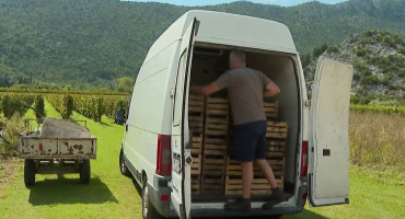 Vinogradari iz Vrgorca u problemima unatoč dobrom urodu: 'Tone grožđa propadaju'