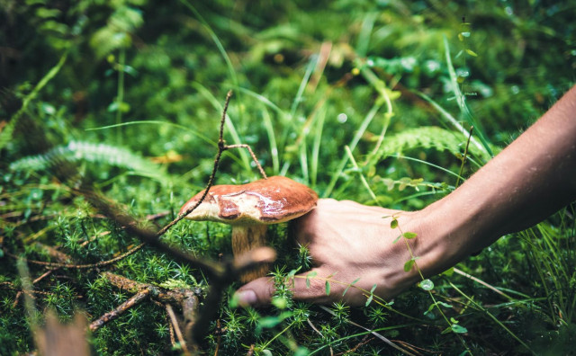 Gljive rodile u Hercegovini, otkupna cijena dosegla rekordne iznose