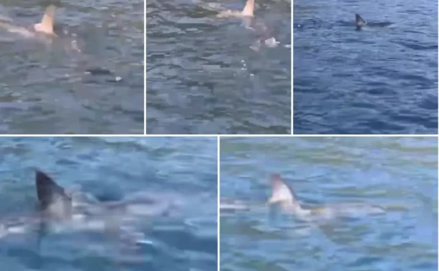 Kod Dubrovnika viđen morski pas, stručnjak približio o kojoj vrsti bi se moglo raditi