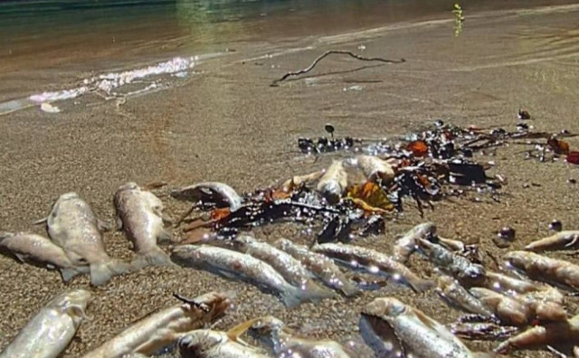 Pomor ribe u Neretvi ne smije proći ispod radara, na potezu su inspekcije i tužiteljstva