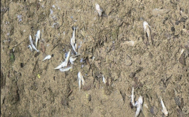 Stručna vještačenja trebaju otkriti uzrok pomora ribe u gornjem toku Neretve