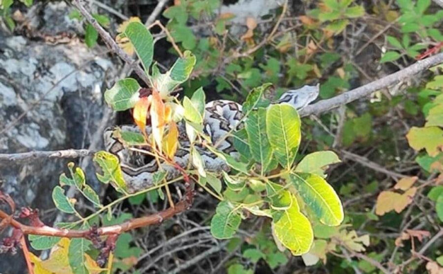 Zmije u krošnji stabla, snimljeni muški i ženski poskok kako se sunčaju