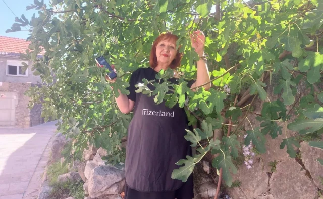 Čudnovata smokva godinama raste iz zidina Muzeja Hercegovine, o njoj brine Nada