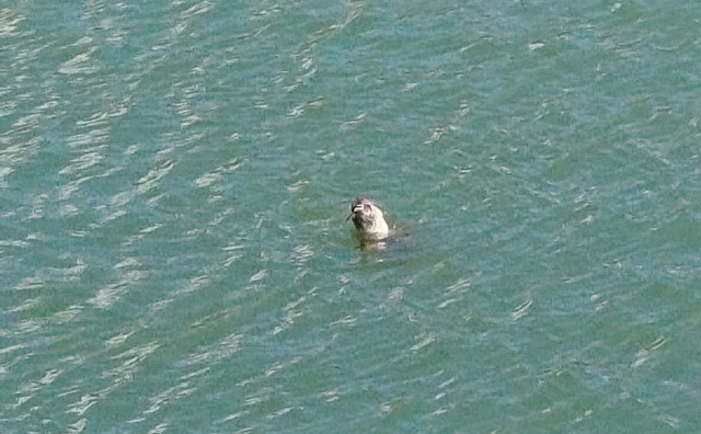 Nevjerojatan prizor u Neumu: U zaljevu viđena sredozemna medvjedica, jedna od najugroženijih vrsta na svijetu