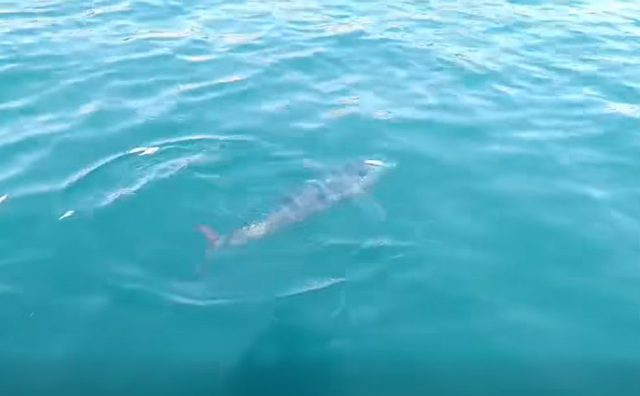 Neum posjetilo jato velikih tuna