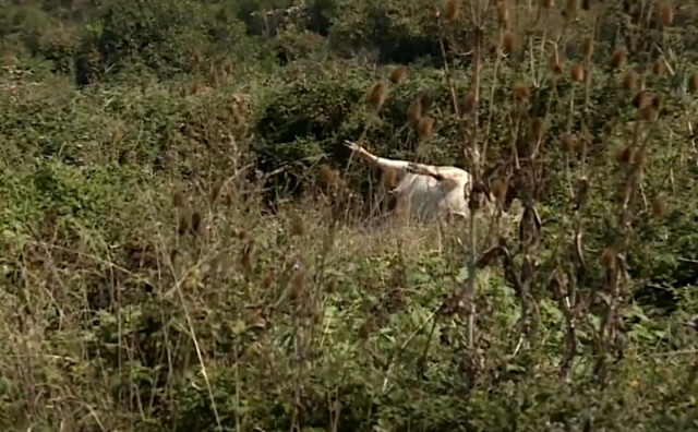 U dolini Neretve uginulo desetak krava