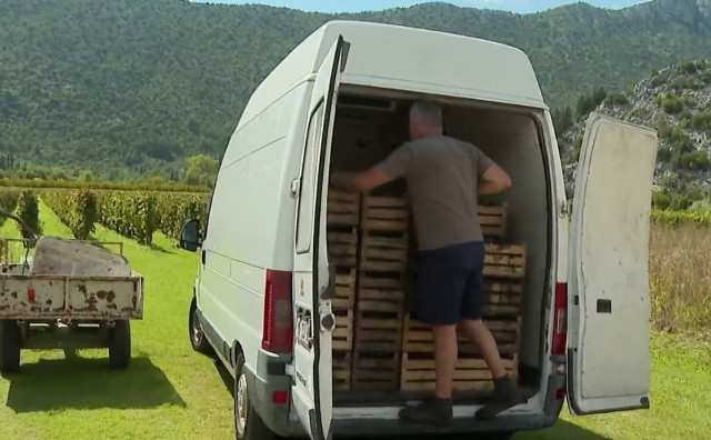 Vinogradari iz Vrgorca u problemima unatoč dobrom urodu: 'Tone grožđa propadaju'