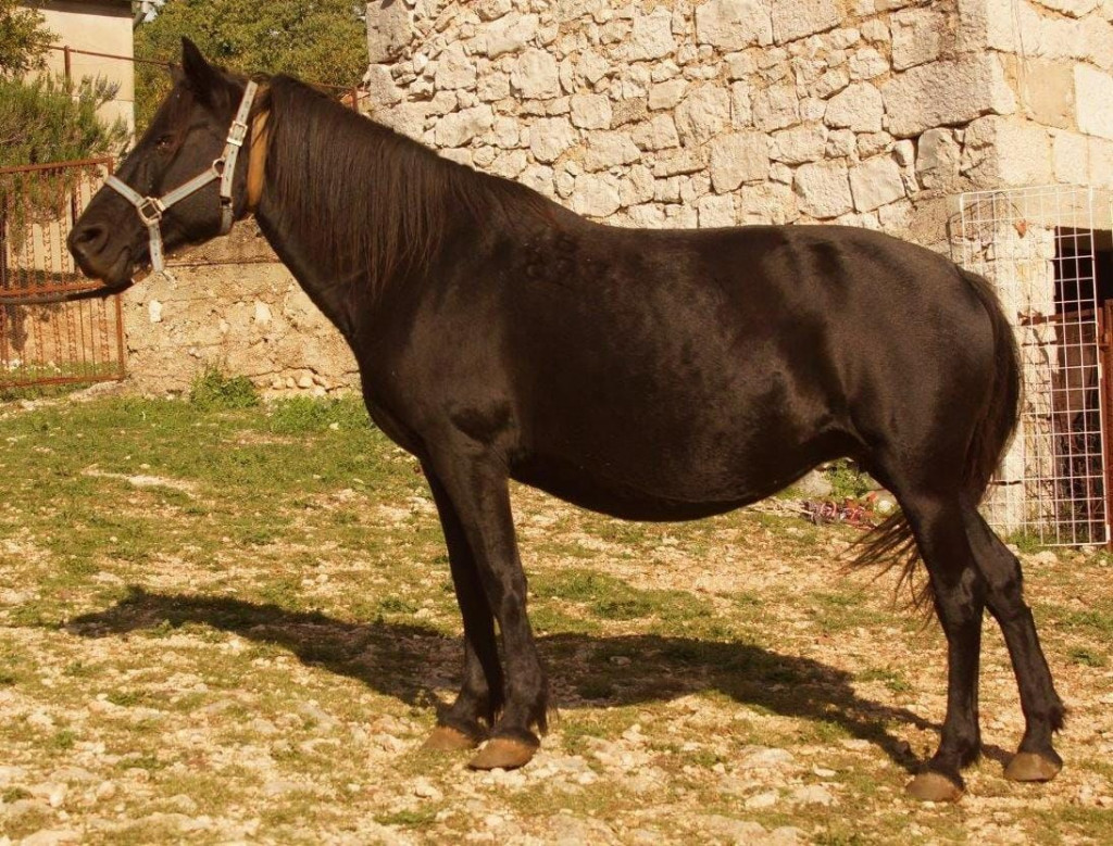 Ergela Šutalo, bosanski brdski konji