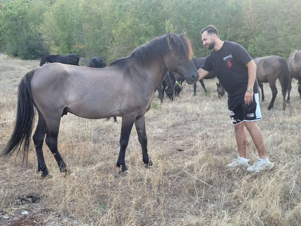 Ergela Šutalo, bosanski brdski konji