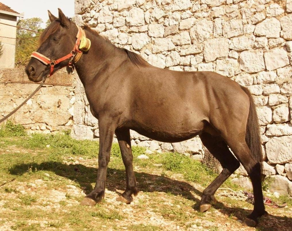 Ergela Šutalo, bosanski brdski konji