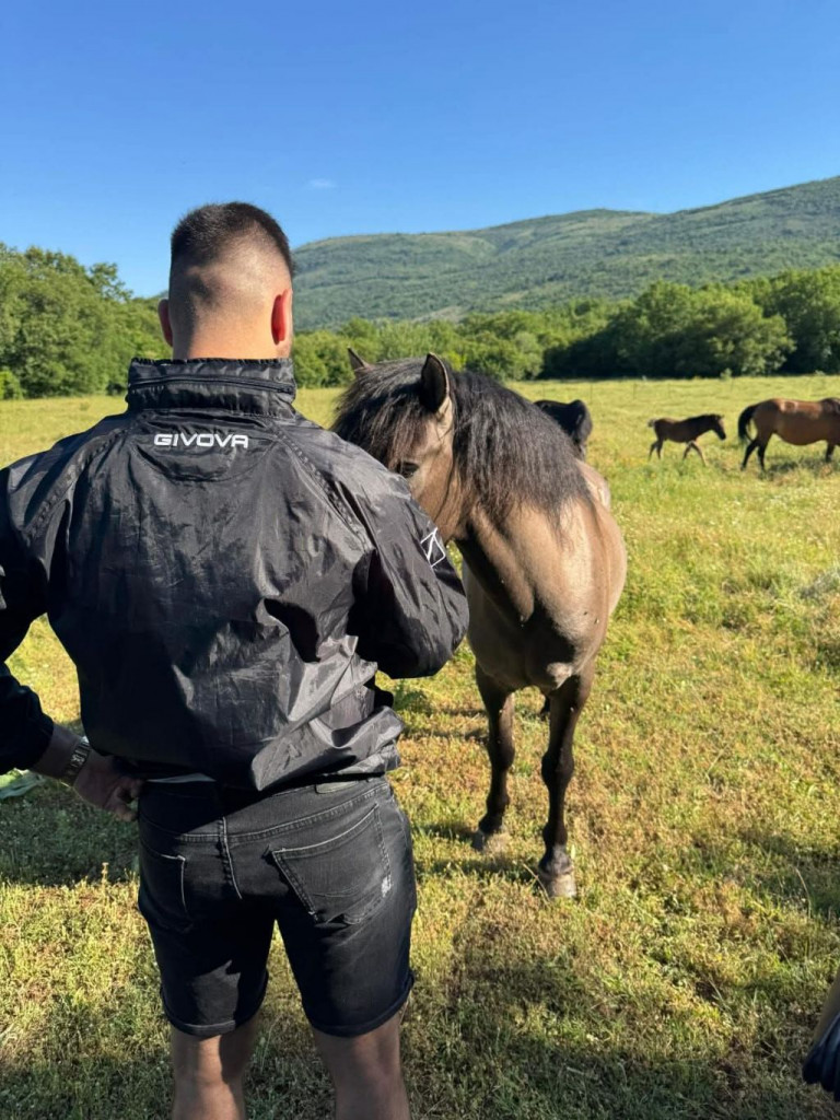 Ergela Šutalo, bosanski brdski konji