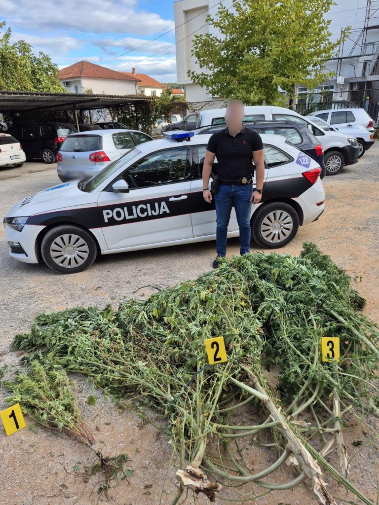 Marihuana Čitluk