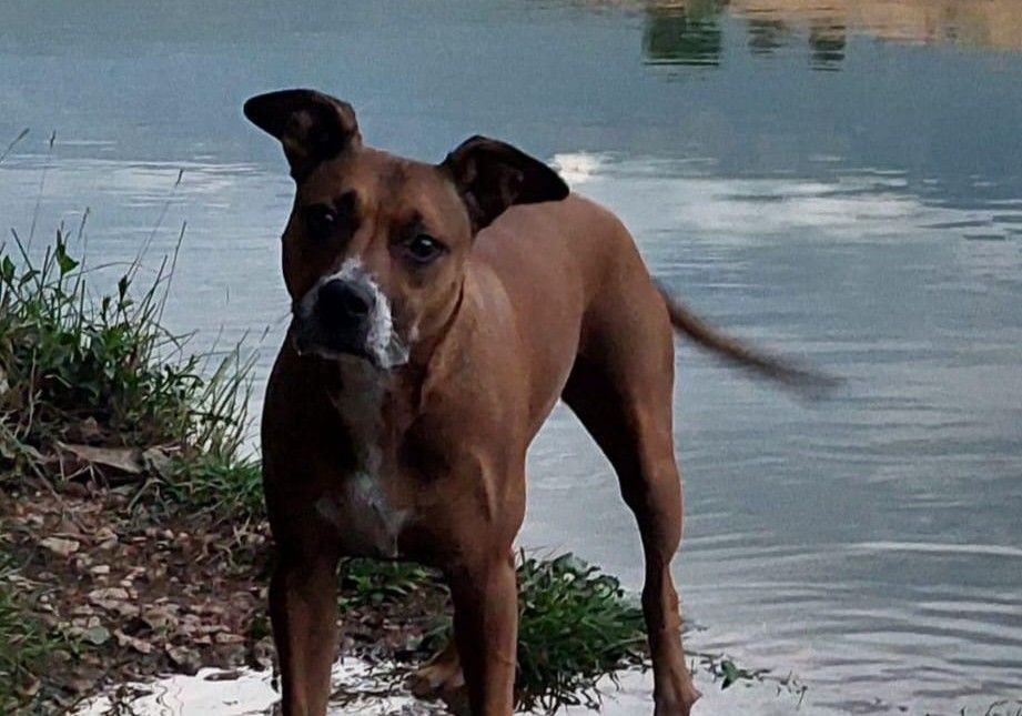 Pas Rea pobjegao nakon nesreće u Pologu