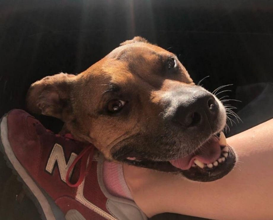 Pas Rea pobjegao nakon nesreće u Pologu