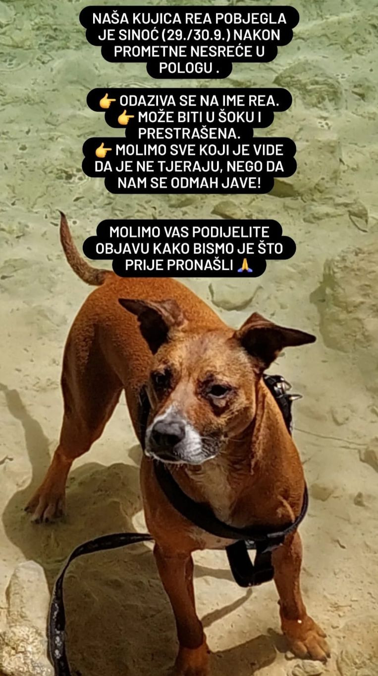 Pas Rea pobjegao nakon nesreće u Pologu