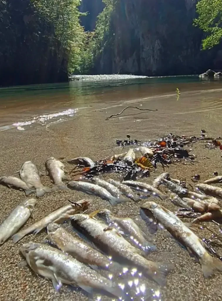 Pomor ribe na Neretvi kod HE Ulog