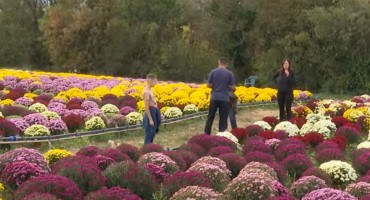 3000 lončanica obitelji Pehar spremne za prodaju
