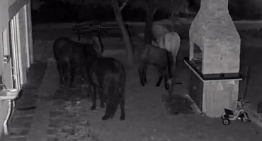 Divlji konji na Bogodolu