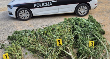 U plasteniku kod Čitluka pronađeno oko 50 kilograma marihuane