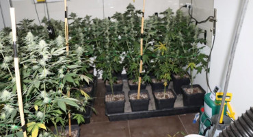 Zagrebačka policija kod državljanina BiH otkrila laboratorij za marihuanu