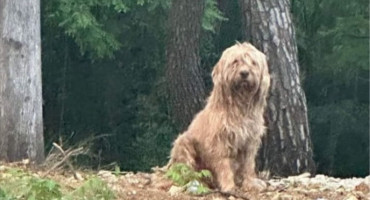 Neuhvatljivi mostarski lutalica napokon uhvaćen