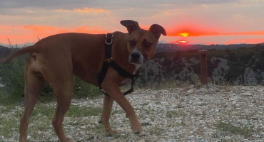 Nakon prometne nesreće u Pologu nestao pas koji je bio u automobilu