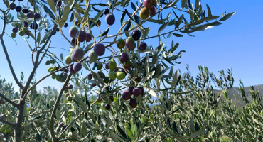 Vremenska prognoza, maslina