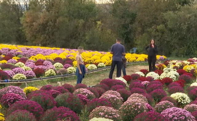 Svi sveti u Hercegovini: Obitelj Pudar uzgojila 3000 lončanica