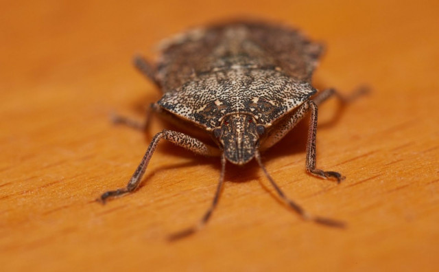 Neugodne, uporne i sve brojnije, smrdibube postale svakodnevica u BiH