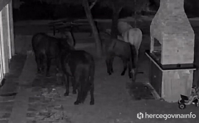 Divlji konji sve češće na Gorancima i Bogodolu prave štetu oko kuća, travnjaka i nasada