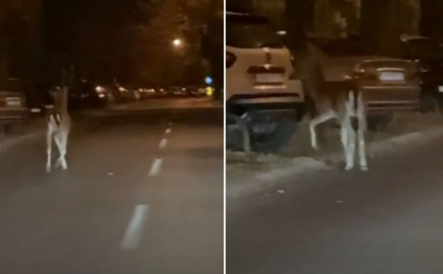 Jelen na ulicama Zagreba iznenadio građane