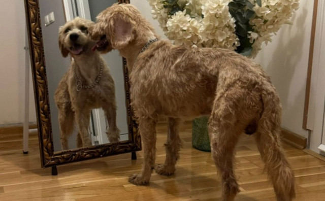 Priča sa sretnim završetkom, mostarska lutalica pronašla dom