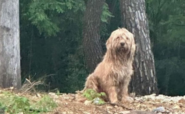 Neuhvatljivi mostarski lutalica napokon uhvaćen