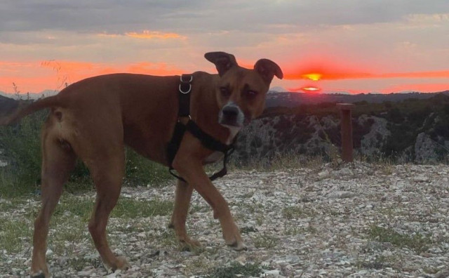 Nakon prometne nesreće u Pologu nestao pas koji je bio u automobilu