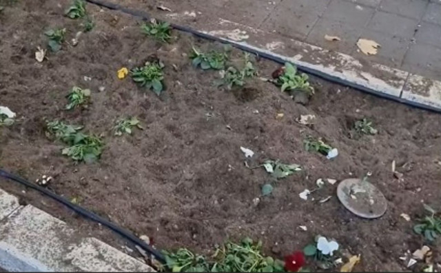 Cvijeće koje je uljepšalo Park nobelovaca iščupano i uništeno