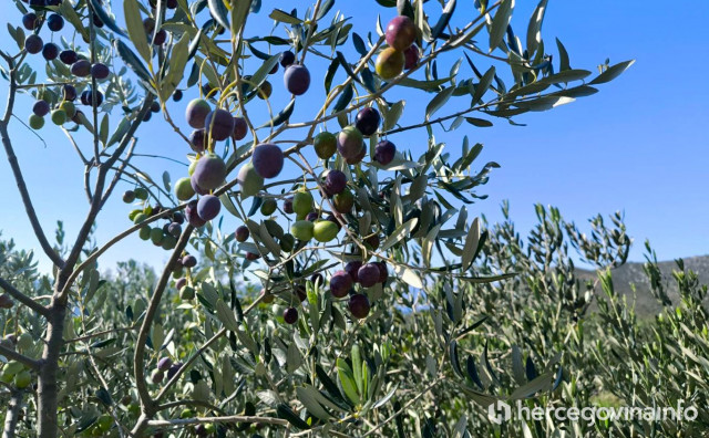 Vremenska prognoza, maslina