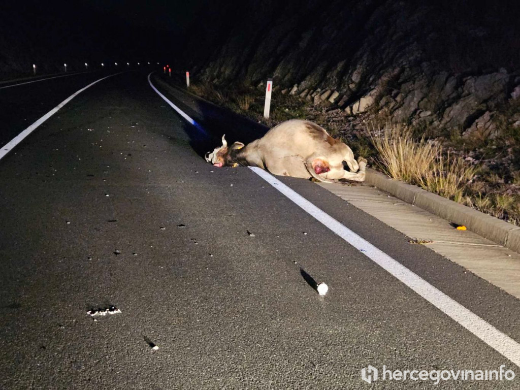 Automobil udario kravu